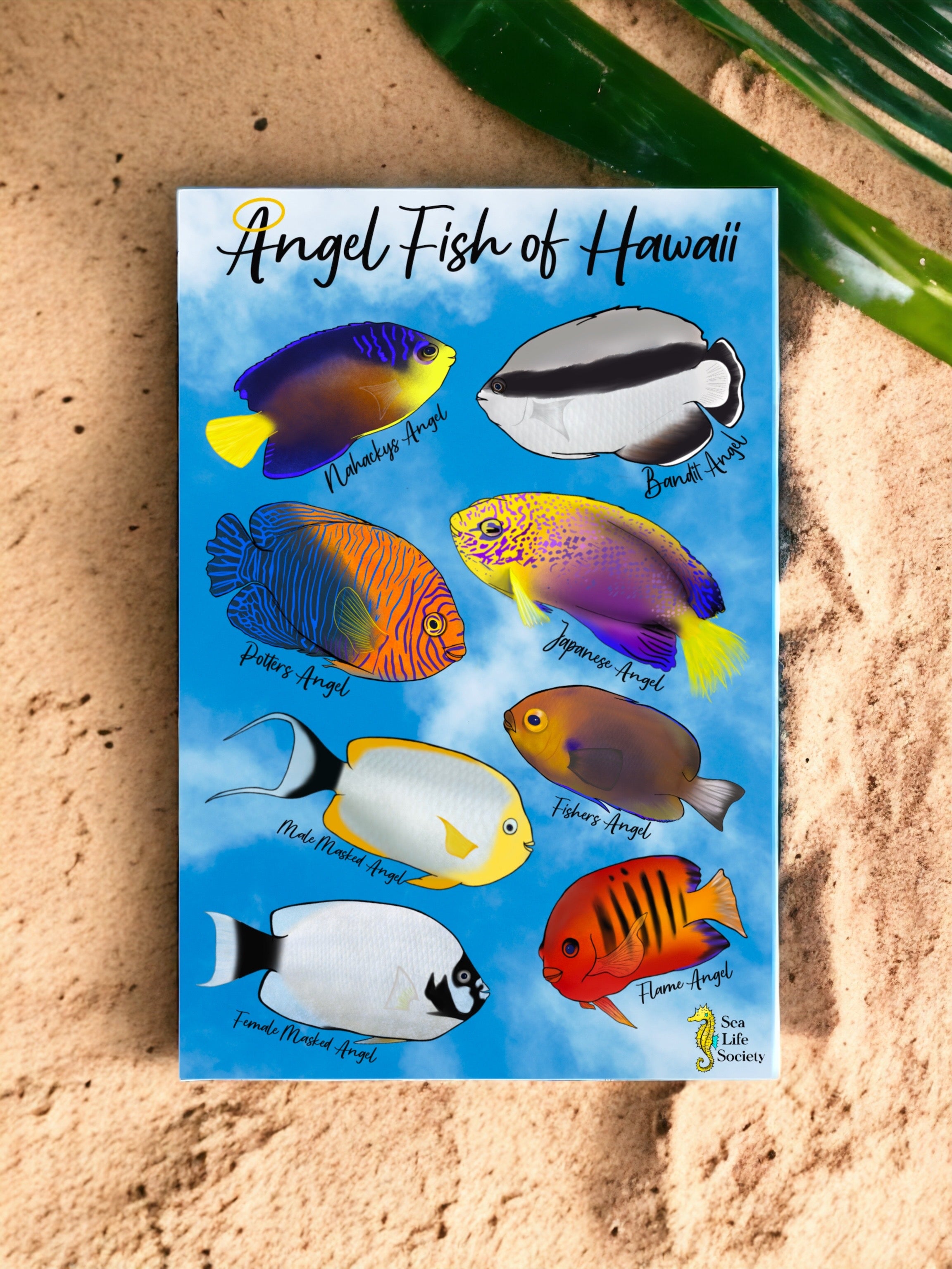 Angel Fish of Hawaii Sticker Sheet – sealifesociety